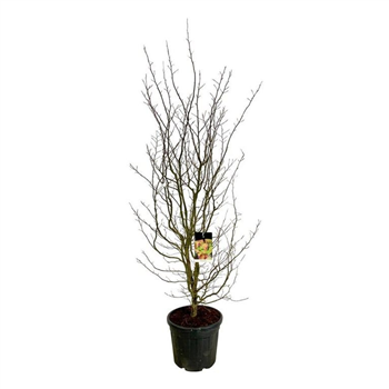 Parrotia persica F00006864