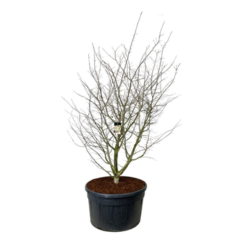 Parrotia persica F00007252