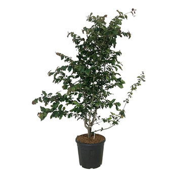 Parrotia persica 'Bella' F00006840