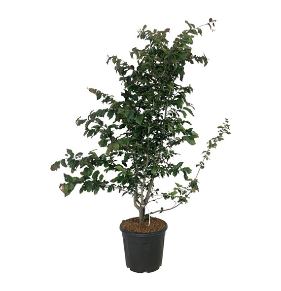 Parrotia persica 'Bella' F00006840