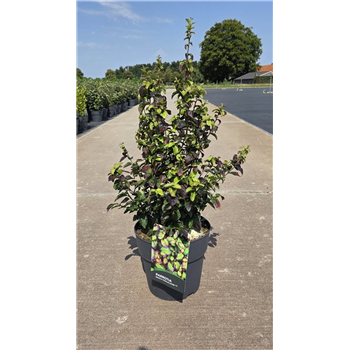Parrotia persica 'Persian Spire' F00006757