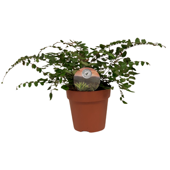 Pellaea rotundifolia F00002497