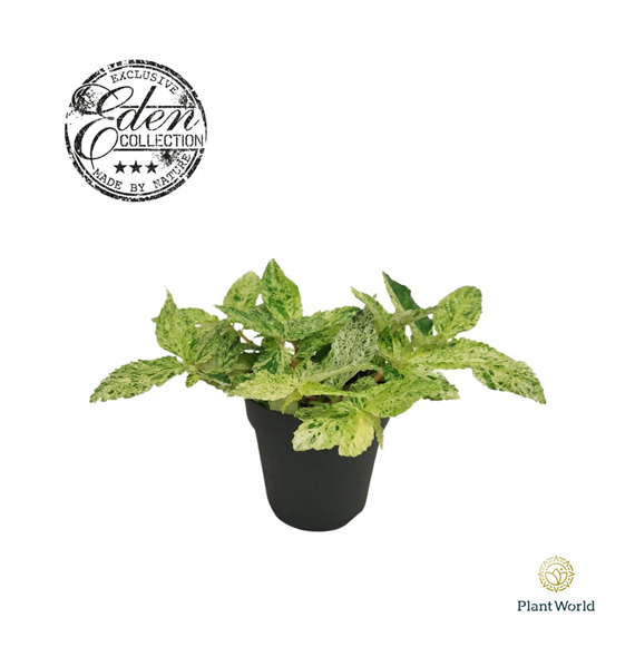 Pellionia repens 'Variegata' F00004474