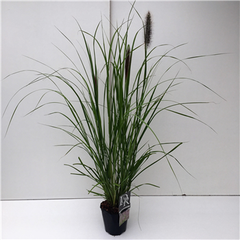 Pennisetum 'Red Head' F00004027