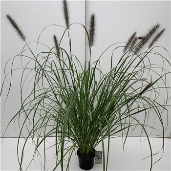 Pennisetum 'Red Head' F00003999