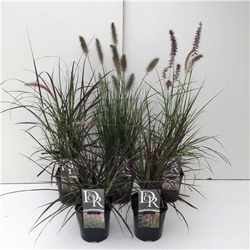 Pennisetum 'Rubrum' mix F00004014