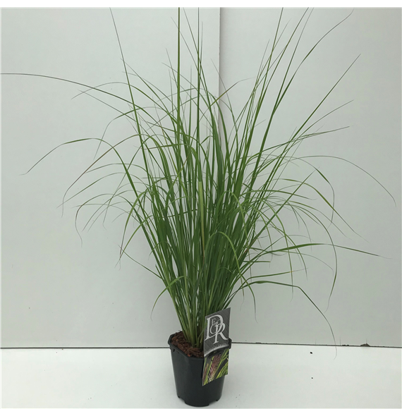 Pennisetum 'Viridescens' F00004034