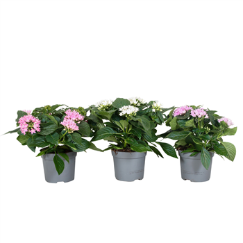 Pentas lanceolata mix F00004923