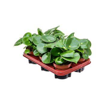 Peperomia 'Rain Drop' 6/tray 4PERDBP12
