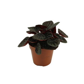 Peperomia Chocolat F00000412