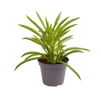 Peperomia Nevada F00004265