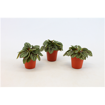 Peperomia Piccolo Banda F00000416