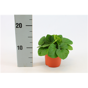 Peperomia Rana Verde F00001190