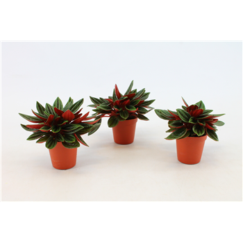 Peperomia Rosso F00000379