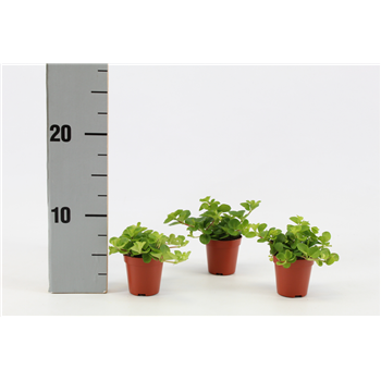 Peperomia Rotundifolia F00000380