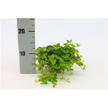 Peperomia Rotundifolia F00000494