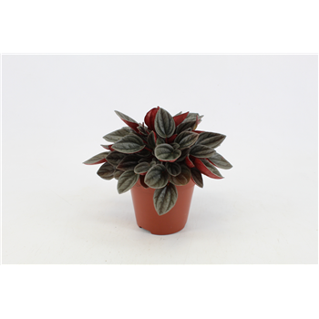Peperomia Santorini F00000419
