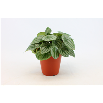 Peperomia argyreia F00001239