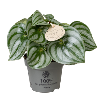 Peperomia argyreia 'Costa Rica' F00004467