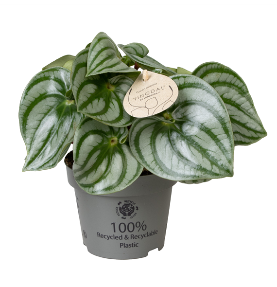 Peperomia argyreia 'Costa Rica' F00004467