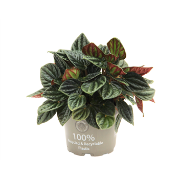 Peperomia caperata 'Amazonas' F00004269