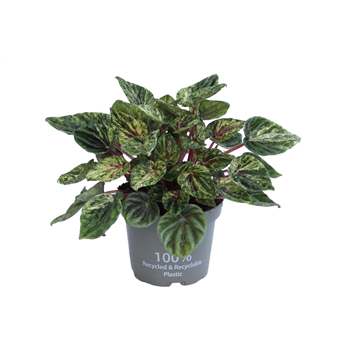 Peperomia caperata 'Buenos Aires' F00004273