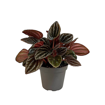 Peperomia caperata 'Montevideo' F00002028