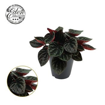 Peperomia caperata 'Rojo Grande' F00004502