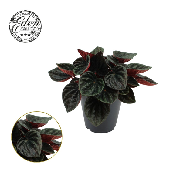 Peperomia caperata 'Rojo Grande' F00004502