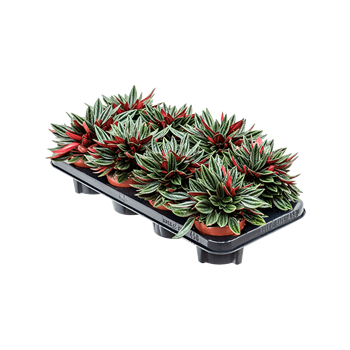 Peperomia caperata 'Rosso' 8/tray 4PEROBP09
