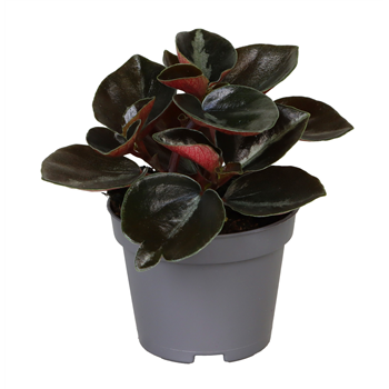Peperomia metallica 'Colombiana' F00002242