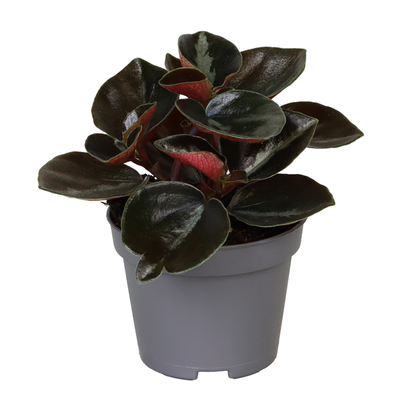 Peperomia metallica 'Colombiana' F00002242