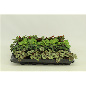 Peperomia mix F00000415