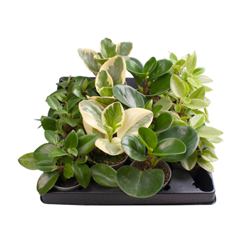 Peperomia mix F00001997