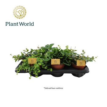 Peperomia mix F00000414