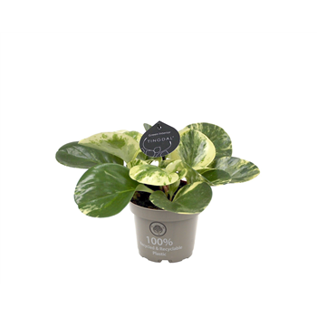 Peperomia obtusifolia 'Green Gold' F00004780