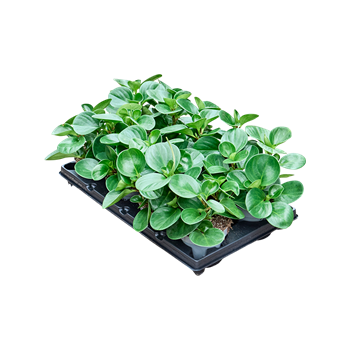 Peperomia obtusifolia 'Green' 8/tray F00004284