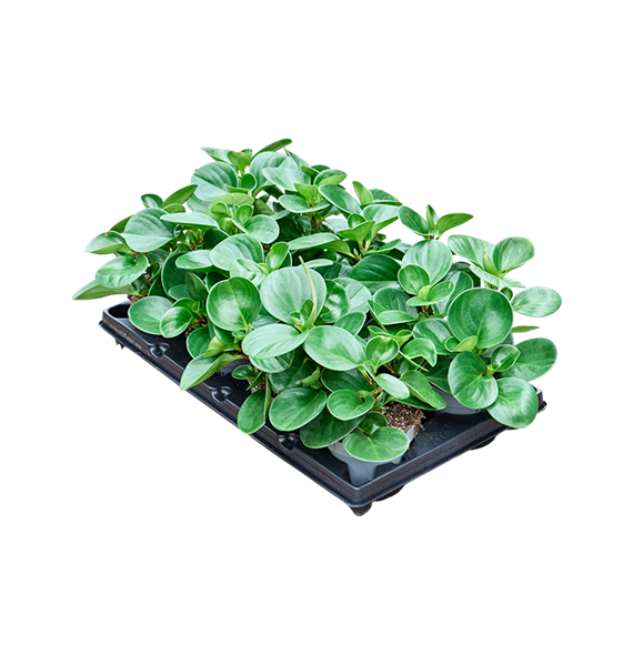 Peperomia obtusifolia 'Green' 8/tray F00004284
