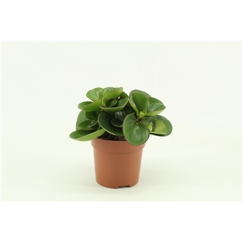Peperomia obtusifolia 'Obtipan' F00000939