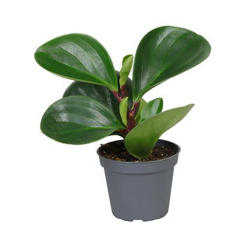 Peperomia obtusifolia 'Red Canyon' F00002031