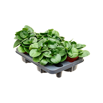 Peperomia obtusifolia 4/tray 4PEOBBP07