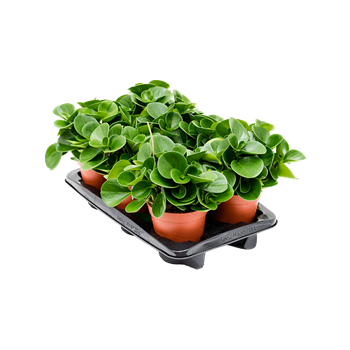 Peperomia obtusifolia 6/tray 4PEOBBP20