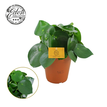 Peperomia polybotrya 'Raindrop' F00004478
