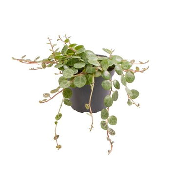 Peperomia prostrata F00004979