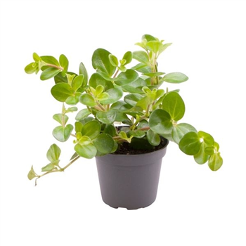 Peperomia rotundifolia F00004980