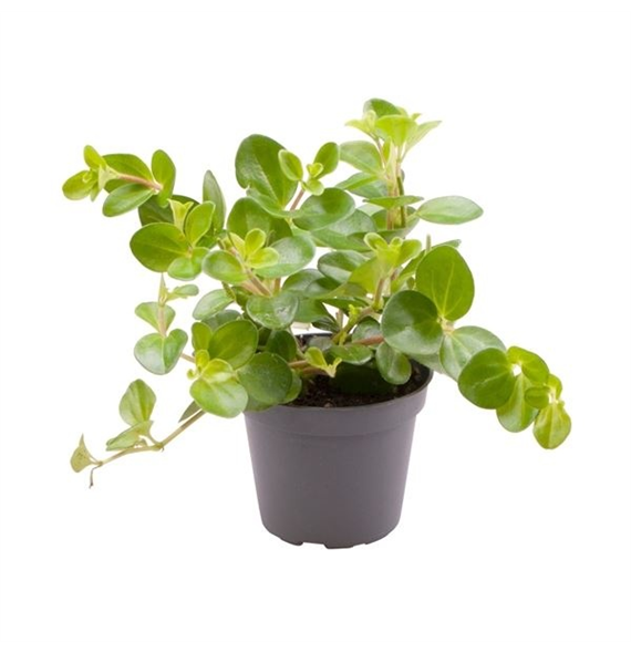 Peperomia rotundifolia F00004980