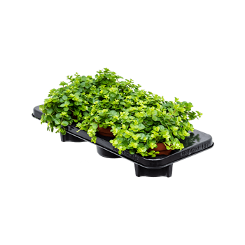 Peperomia rotundifolia 6/tray 4PEROBP11