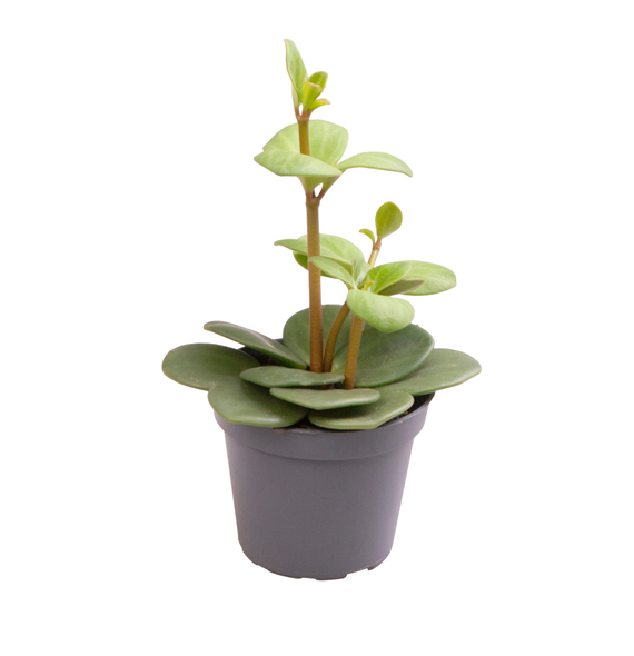Peperomia tetraphylla 'Hope' F00002034
