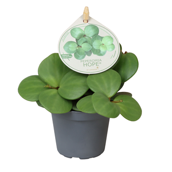 Peperomia tetraphylla 'Hope' F00004288