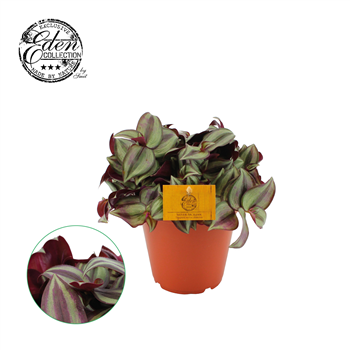 Tradescantia Zebrina F00000435